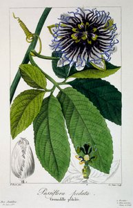 Passiflora pedata ou Fleur de la Passion, pub. 1836