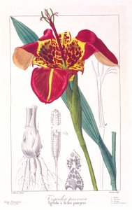 Fleur de tigre ou Fleur de paon, pub. 1836