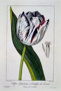 Tulipe : Duchesse de Toscane, pub. 1836