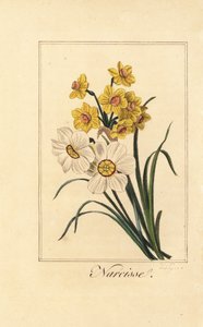 Variétés de jonquilles, Narcisse, Narcissus poeticus et Narcissus pseudonarcissus