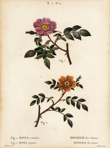 Églantier, Rosa canina, Rosier des chiens 1, et églantier à petites feuilles, Rosa sepium, Rosa agrestis, Rosier des haies 2 - Pancrace (after) Bessa