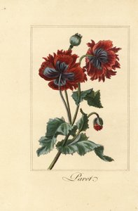 Variété hybride de pavot, Papaver rhoeas