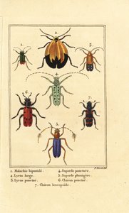 Coléoptère malachite, Malachius bipustulatus 1, coléoptères à ailes en filet, Lycus melanurus 2, Lycus punctatus 3, Saperda punctata 4, Saperda 5, Trichodes octopunctatus 6 et Trichodes apiarius 7 - Pancrace (after) Bessa