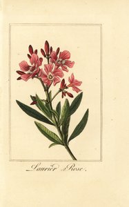 Laurier-rose, Nerium oleander - Pancrace (after) Bessa