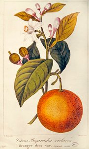 Orange, gravée par Barois, vers 1820