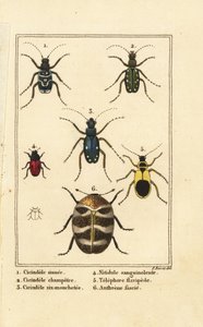Cicindèles, Cicindela sinuata 1, Cicindela campestris 2, Cicindela sexguttata 3, Nitidula sanguinolenta 4, anthrène bigarré, Telephore flavipede 5, Anthrenus verbasci 6 - Pancrace (after) Bessa