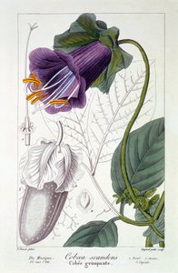 Cobaea scandens, 1836 - Pancrace Bessa