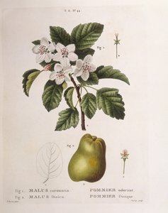 Pommier sauvage (Malus coronaria), Henry Louis Duhamel du Monceau, planche botanique par Pancrace Bessa
