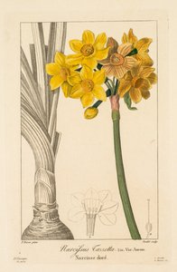 Flore des Jardiniers, Amateurs et Manufacturiers : Polyanthus ou Narcisse en grappe, 1836