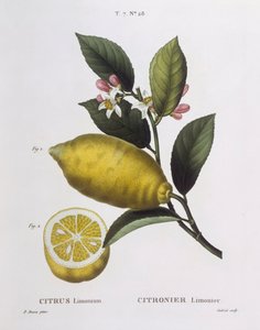 Citron (Citrus limonium), Henry Louis Duhamel du Monceau, planche botanique par Pancrace Bessa