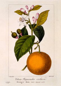 Orange douce: Citrus sinensis var. Bigaradia violacea, 1836 - Pancrace Bessa