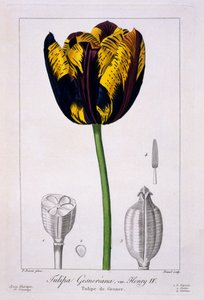 Tulipe du roi Henri IV, 1836