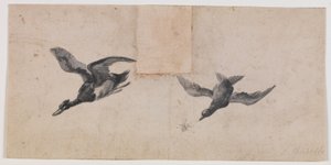 Deux oiseaux en vol