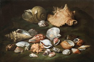Nature morte aux coquillages