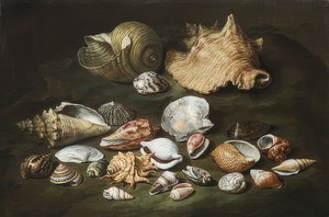 Nature morte avec des coquillages