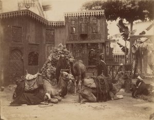Salle des chameaux - Pascal Sébah