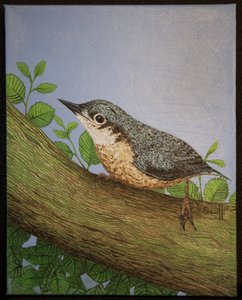 Sittelle, 2016