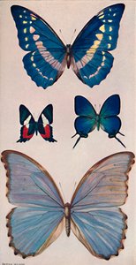 Quelques papillons de Rios, 1914