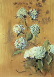 Hortensias