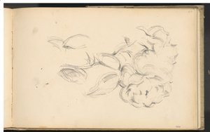 Pivoines