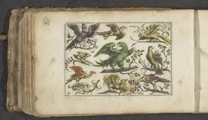 Rapace et dix autres oiseaux - Paul Göttich