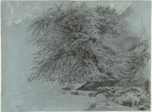 Un hêtre sauvage en pleine feuille