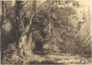 Inondation dans la forêt de l