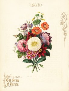 Bouquet de rose blanche, dahlia, capucine, auricule - Paul Jerrard