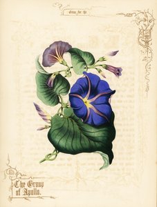Fleurs et feuillage de gloire du matin - Paul Jerrard
