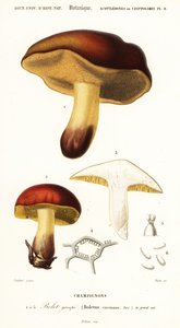 Bolet, Boletus circinans (gravure)