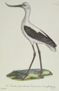 Avocette à tête blanche, début du XIXe siècle