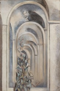 Convolvulus