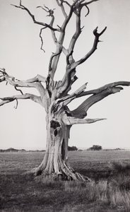 Arbre mort, marais de Romney - Paul Nash