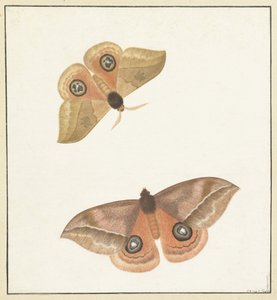 Deux papillons