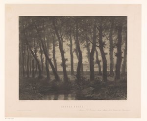 Paysage forestier avec oiseaux en vol
