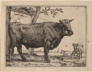 Taureau - Paulus Potter
