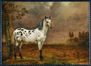 Le cheval pie
