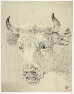Tête de vache