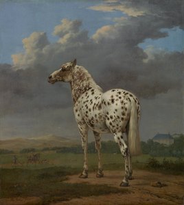 Cheval pie, vers 1654