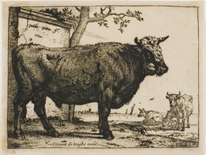 Le Taureau - Paulus Potter
