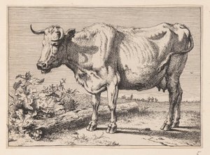 La vache à la corne froissée, de divers bœufs et vaches - Paulus Potter