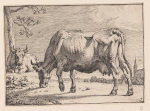 La vache en train de brouter, tirée de Différents bœufs et vaches - Paulus Potter