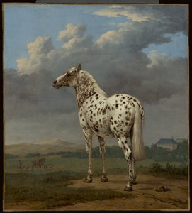 Le cheval "pie