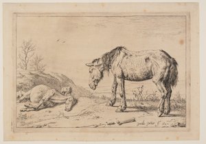 Le cheval usé (La Mazette), extrait de la série des chevaux - Paulus Potter