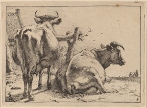 Deux vaches vues de dos