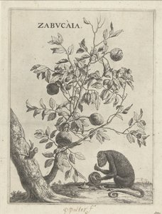 Zabucaiaboom et un singe - Paulus Potter