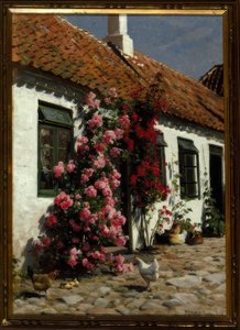Roses grimpantes à la ferme