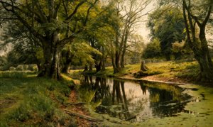 Eau calme dans la forêt