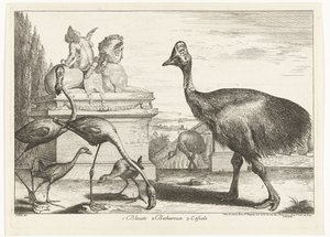 Casoars, poules d