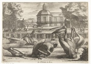 Pélicans (Vogels uit de menagerie van Versailles) - Peeter Boel (attributed to)